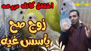 ازاى تنتج من زوج عصافير واحد بس و تعمل مزرعه ؟ زوج عصافير صح يأسس غيه !