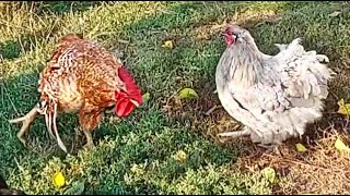 The chicken runs fast. And the rooster runs even faster!