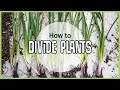 How To Divide Plants