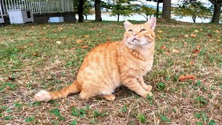公園の野良猫の散歩に付いていったら甘えてくるようになった