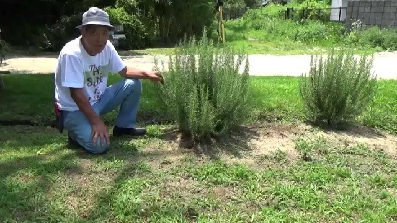 ローズマリーの剪定 ハーブガーデンより 自然のハーバルライフ Herb Youtube