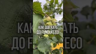 ГДЕ НАХОДИТСЯ САД ФУНДУКА В БЕЛАРУСИ?  КАК ДОЕХАТЬ ДО FundukEco