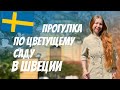 Прогулка по цветущему саду в Швеции | Рыжий Гид, жизнь в Швеции и прогулка по району