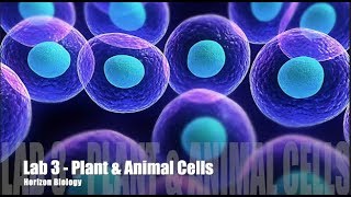 Lab 3- Plant and Animal Cells