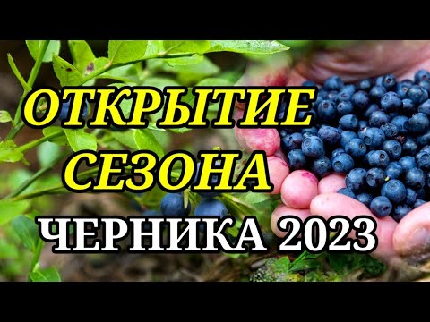 Видео: Какую чернику купить?