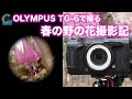【OLYMPUS TG-6で撮る/春の野の花撮影記】