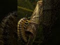 Underwater Moth That Hunts Like a Submarine #shorts #shortsfeed#viralshorts #usa