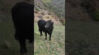 Artvin Boğa Sesi 3 Sahibiyle Konusan Boğa Bull Sound- Bull Talking To Owner