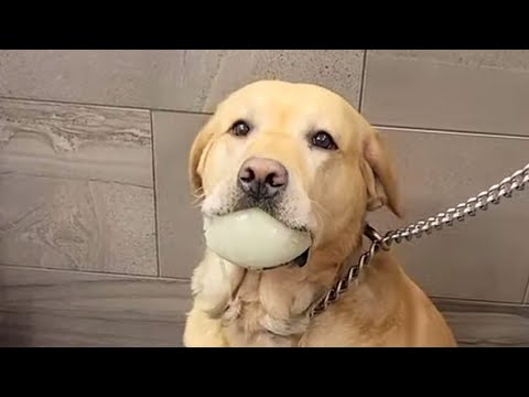 Video: 12 honden die volledig in de war zijn door hun lichaam