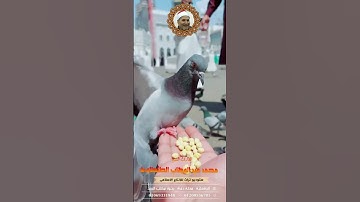 الشيخ. محمد عبد الوهاب الطنطاوى #تلاوة_مؤثرة #اكسبلور #راحة_نفسية #القرآن_الكريم #تيك_توك #جديد