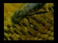 The miracles of the quran 8 the female honeybee