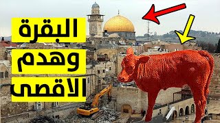 قصة البقرة الحمراء عند اليهود واعلان الهدم الكامل للمسجد الاقصى