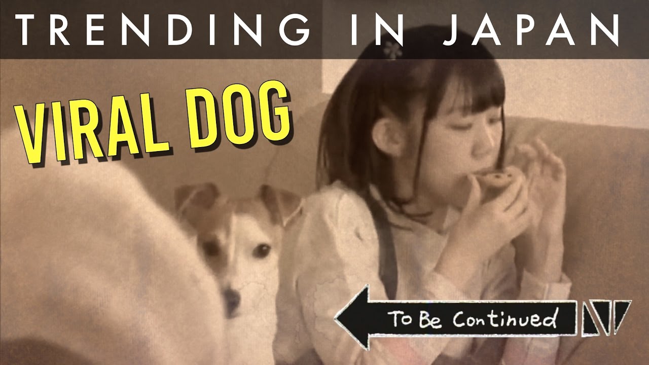 Japanese Time Stopping AV Dog Goes Viral on Twitter - YouTube