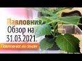 Павловния обзор на 31 марта 2021 года. Павловния из семян.