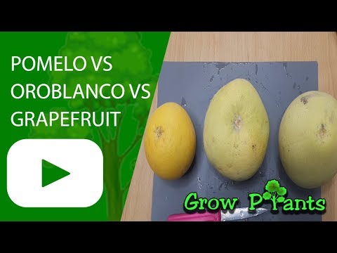 Pomelo VS Oroblanco VS Grapefruit