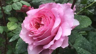 12 сортов чайно-гибридных роз