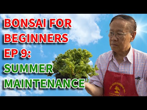 Bonsai For Beginners