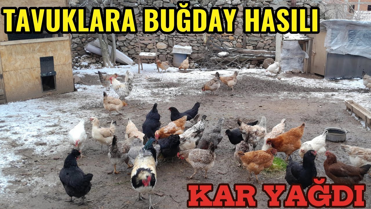 TAVUKLARA BUĞDAY HASILINI VERDİM | KAR YAĞDI