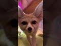フェネックさんの鳴き声