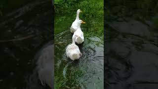 ന്റെ അരയന്ന കുട്ടികൾ 🪿🪿#shorts #youtubeshorts #pets #petlove