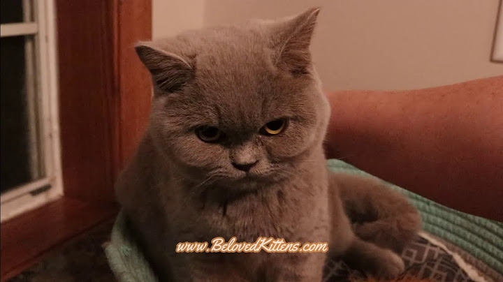 Video 743691: british shorthair lilac boy, petted enjoying, pets playing