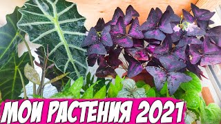 Мои растения на балконе 2021: 50 горшков на стеллаже / хорошие новости / 2 часть