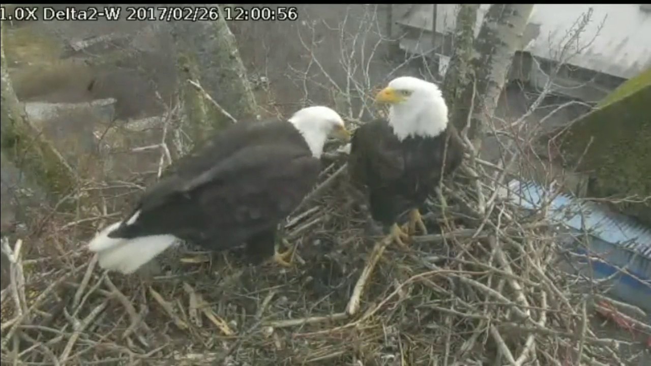 bald eagles in wisconsin Delta2 West view Feb 26, 2017 11:16am Mating