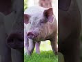 هل تساءلت يوما ما إذا كانت الخنازير أذكى مما تظن