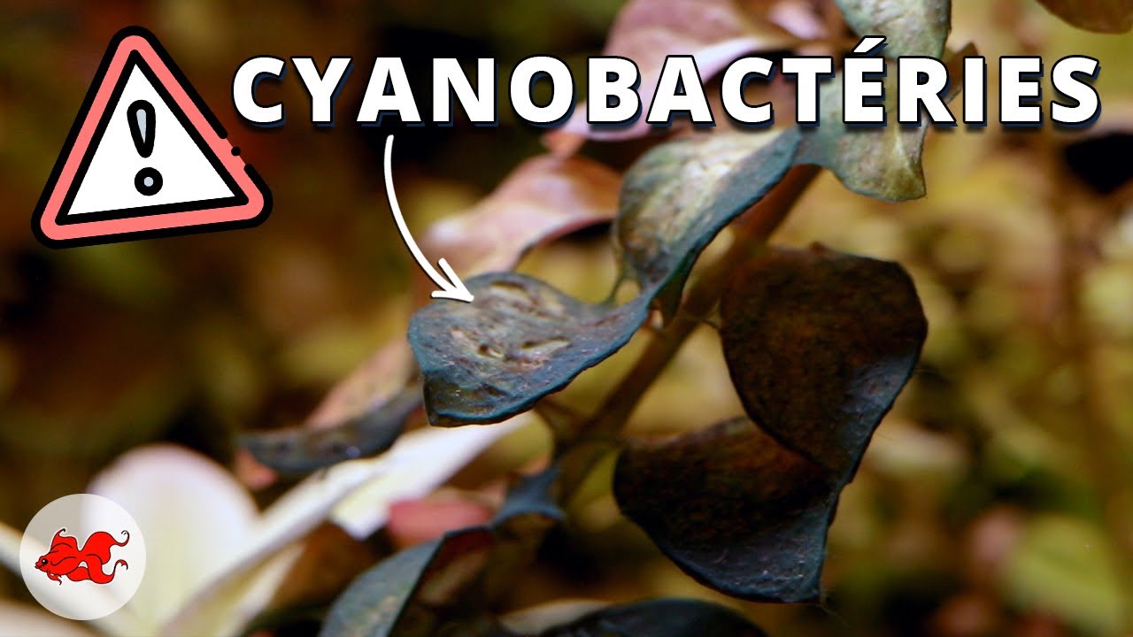 Tout savoir sur les cyanobactéries - le blog dédié à l'aquarium