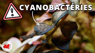Algues Cyanobactéries en aquarium