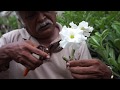 Metodo de Injertación plana en Adeniums-Rosa del desierto