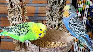 7 Hours Of Relaxing Budgie Sounds