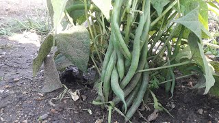 طريقة غرس الفاصولياء ( اللوبيا الخضراء) من البذر الى جني Comment planter des haricots verts de A à Z