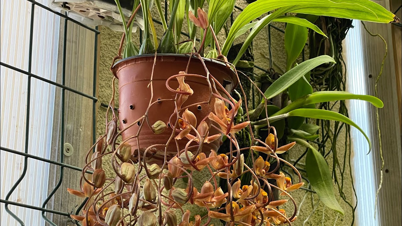 GONGORA GALEATA ESPECTACULARES FLORACIONES