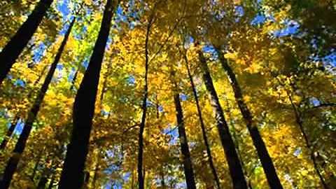 EVA CASSIDY   AUTUMN LEAVES Lyrics