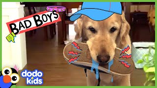 This Dog Is A THIEF!...But Also Really Sweet | Animal Videos For Kids | Dodo Kids