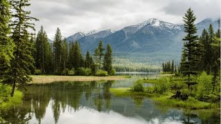 Beautiful Relaxing Sound Nature, Forest Music, Sleep Music, Meditation Music | Green Nature