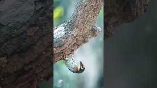  Coppersmith barbet Birds Life Singing, Chirping, Playing #wildlife #4k #shorts #birds #fyp