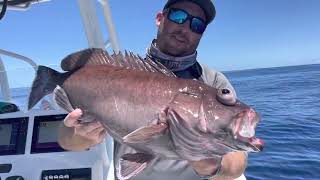 Deep Dropping Gold Coast Australia Chasing Barcod Nannis ornate Perch fishing 200m plus