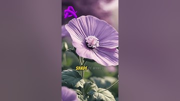 Quiz #128 #quiz #quiztime #brainteasers #testyourknowledge #quizmaster #trivia #quizshow #puzzle