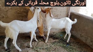 Qurbani 2024 Goat Farm Orangi Town Baloch colony.Bakray Current Price