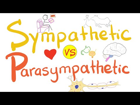 Sympathetic vs Parasympathetic Nervous System | Physiology