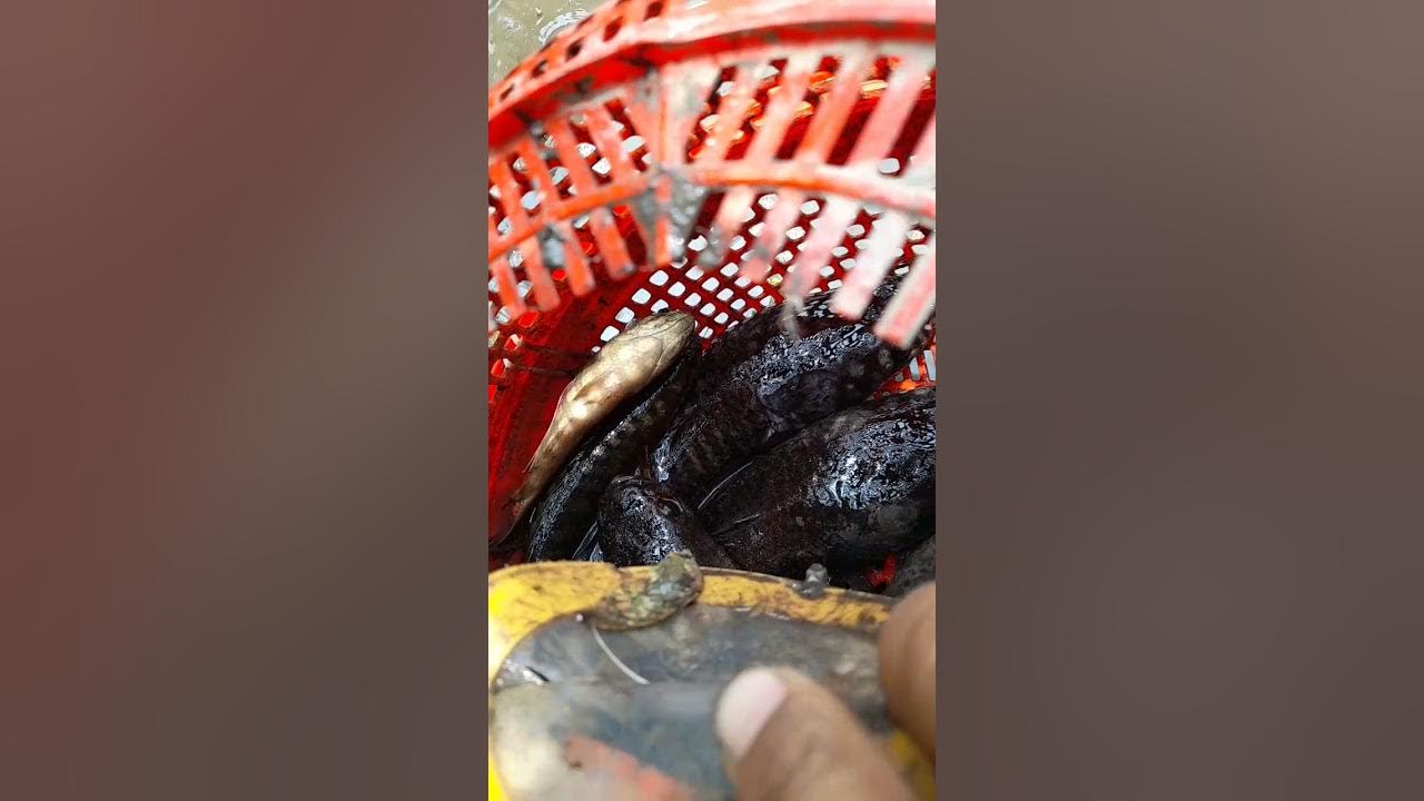 danh bat ca mien tay YouTube