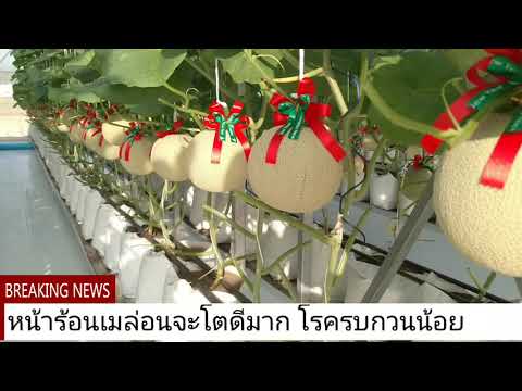การปลูกเมล่อนในโรงเรือนแบบ Smart Farm