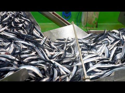 さんま蒲焼を大量生産するプロセス。１日５トンのサンマを捌く！日本の焼魚工場
