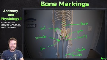 Major Bone Markings - Anatomy and Physiology 1