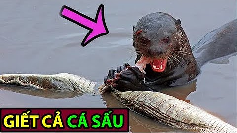 Rái Cá Lớn: thách thức cả Báo Đốm và Caiman Đen - Động Vật Facts #38