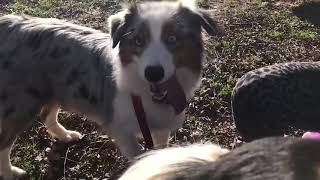 5 week old Australian Shepherd puppies by Davishire Australian Shepherds 275 views 5 years ago 2 minutes, 55 seconds