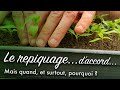 Le repiquage au potager  quels lgumes pourquoi et quand