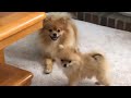 Tiny pomeranian puppies run barking  the that will change your day